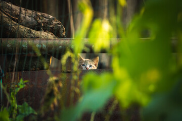 Funny and cute stray little kitty peeks at camera and hiding in garden, homeless animal surviving concept