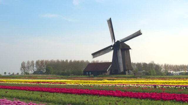 AERIAL, COPY SPACE: Cinematic flying view of a mill and wooden house in the middle of a vivid field of tulips in rural Netherlands. Scenic shot of a windmill surrounded by colorful tulip fields.