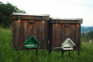 Beehives in the grass