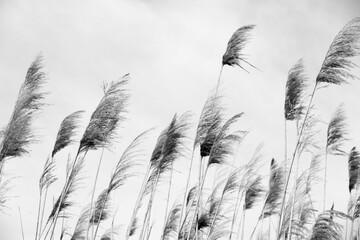 Dry reed outdoor in colors, reed layer, reed seeds. Black and white reed grass, pampas grass. Abstract natural background. Beautiful pattern with neutral colors. Minimal, stylish, trend