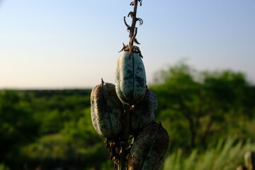Arkansas yucca - Yucca arkansana Trel