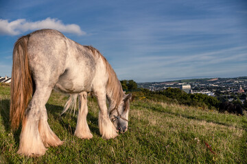 Horse in a field grazing