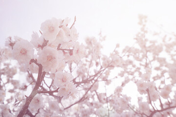Cherry blossoms against the bright spring sky