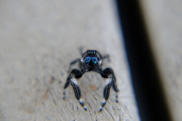 Jumping Spider - Phidippus Regius