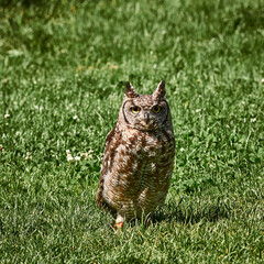 UK - Birds of Prey - African Spotted Eagle Owl