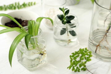 Different houseplant seedlings on white wooden table