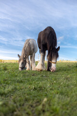Horses in a field grazing