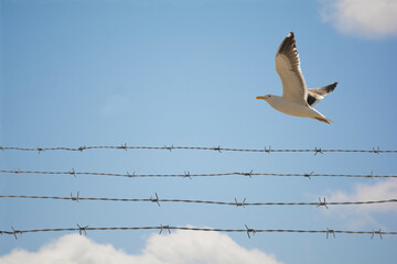Alambre de púa con pájaro volando hacia la libertad