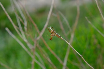 Orb Weaver Spider - Neoscona Arabesca