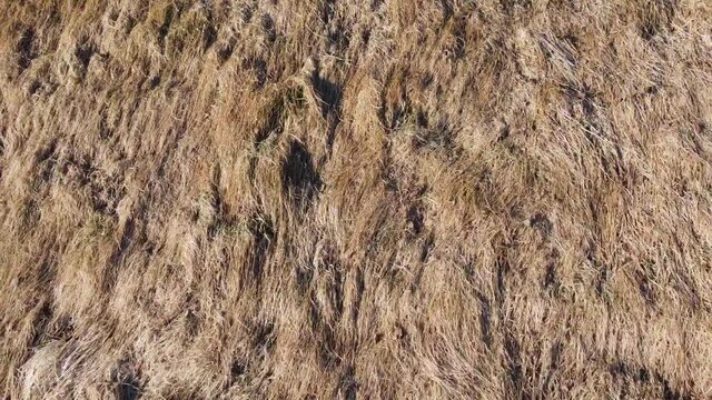 dead grass in early spring before the summer heat comes, aerial shot
