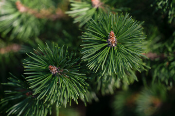 Natural background with green pine branches