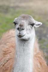 Obraz premium close up of a alpaca