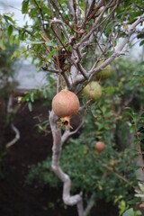 Pomegranate/juicy pomegranate