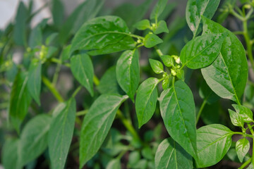Seedlings of hot indoor decorative pepper close-up. Young Saplings of hot indoor ornamental pepper.