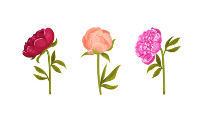 Fototapeta premium Colorful Peony Flower Buds on Green Stems with Showy Petals Vector Set