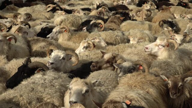 Crowded sheep pen in Iceland during annual round up