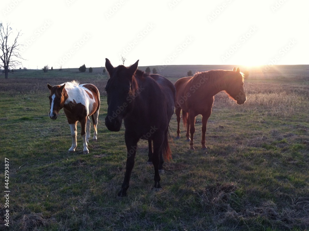 Wall mural horse ranch