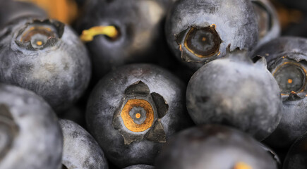 Macro closeup of isolated group fresh ripe raw blueberries
