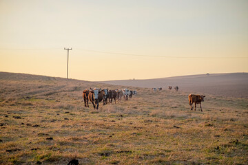 Fototapeta na wymiar nguni cows in a field at sunrise