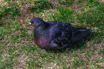 A bird sitting on top of a grass covered field