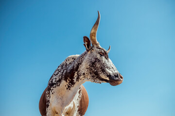 Nguni cow head and shoulders against blue sky