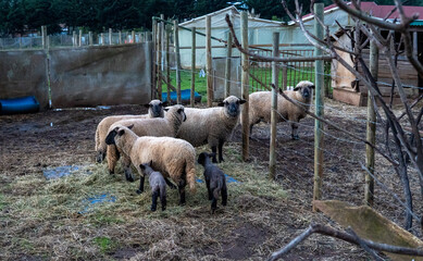 Ovejas y corderos mirando separadas de otra por reja 