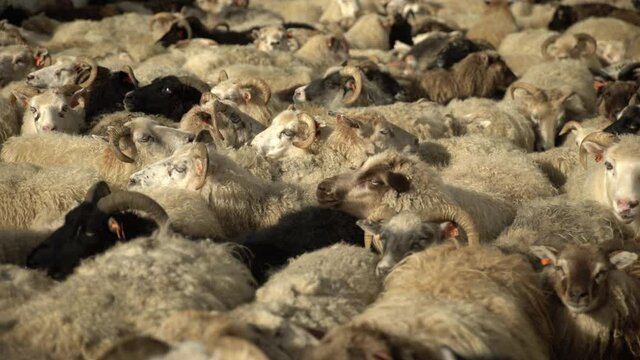 Crowded sheep pen in Iceland shallow depth of field