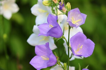 Fototapeta na wymiar hellblaue Blüten einer Glockenblume