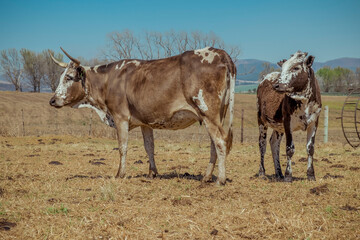 nguni cattle in field at sunrise