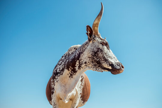 Nguni cow head and shoulders against blue sky