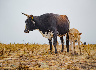 Mother cow feeding calf. 