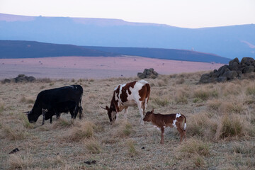 nguni cow standing in field
