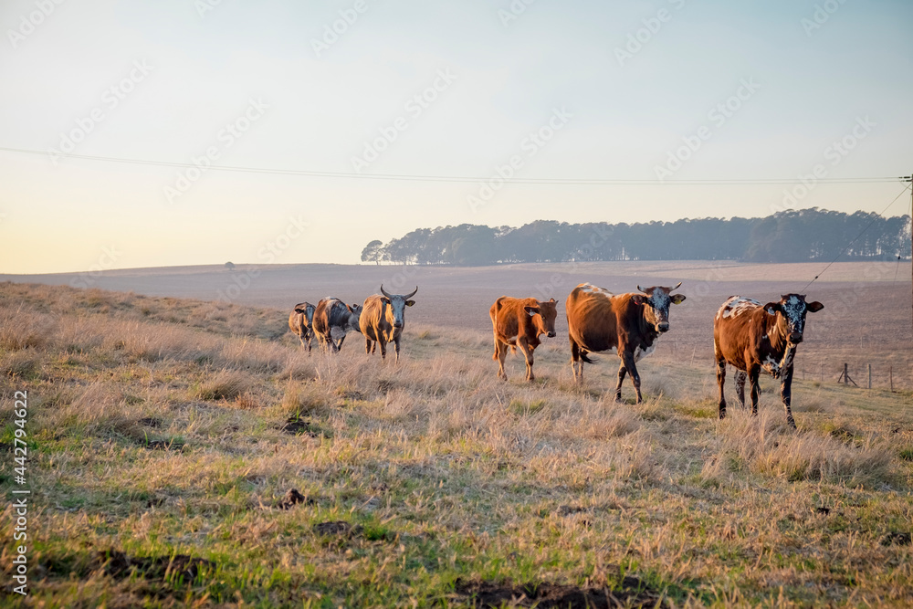 Wall mural nguni cows in a field at sunrise