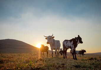 nguni cows in a field at sunrise