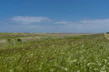 Wide green fields on the coast with blue summer sky