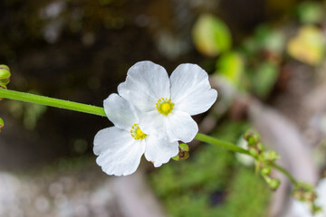 white orchids that bloom in the morning