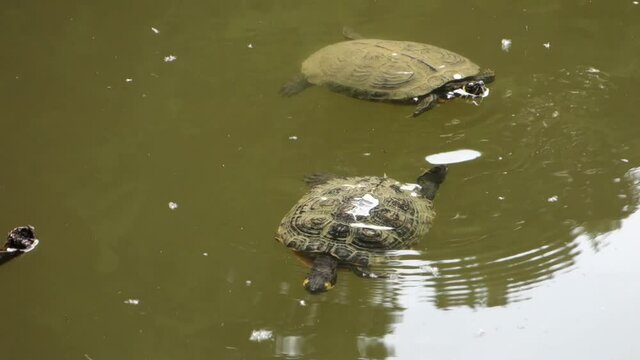 Two water turtles swim on the surface of a pond in the park