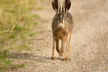Brown Hare running - Feldhase am laufen