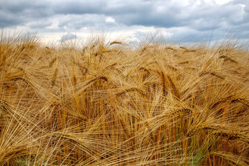 Close up if golden ripe barley and amazing cloudy sky