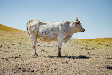 Fototapeta premium Nguni cow standing in a farm field