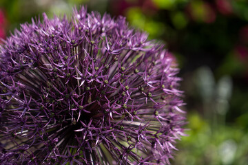 Große kugelförmige lila Blume