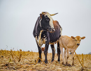 Nguni cow standing in a farm field
