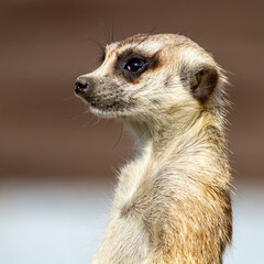 Fototapeta premium meerkat on the lookout