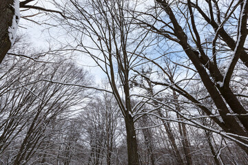 bare deciduous trees in the snow in winter
