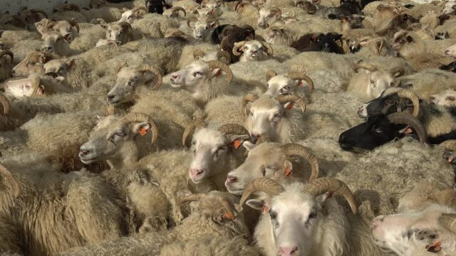 Icelandic sheep in crowded pen sunny day Iceland
