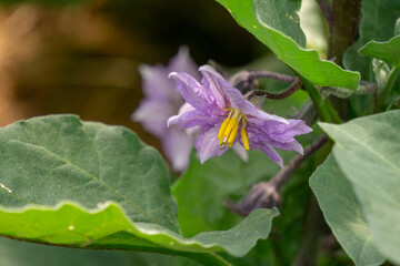 Nice purple wild eggplant flowers