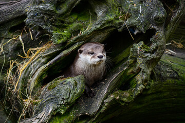 The otter, lutra in the rhizome of the tree in the forest. World Wildlife Day, nature, forest and...