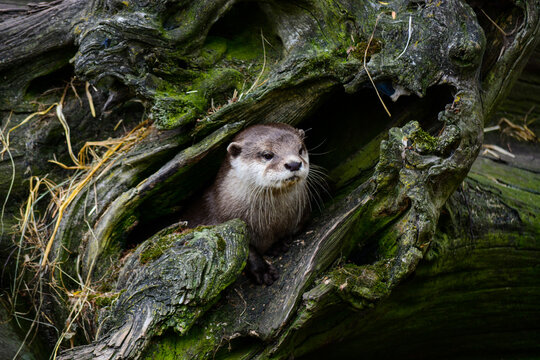 The otter, lutra in the rhizome of the tree in the forest. World Wildlife Day, nature, forest and river conservation, ecology 