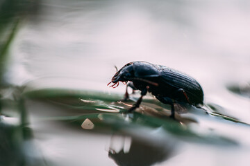 beetle on the leaf