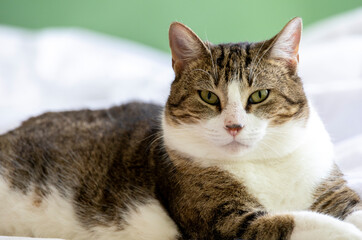 Fototapeta premium Cat chilling out